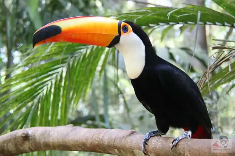 Tucán en Parque das Aves