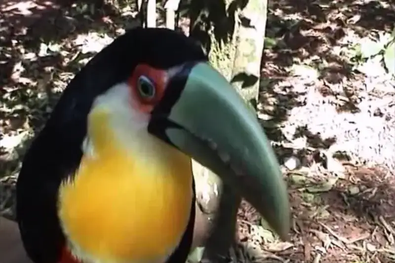 Tucán en Iguazú