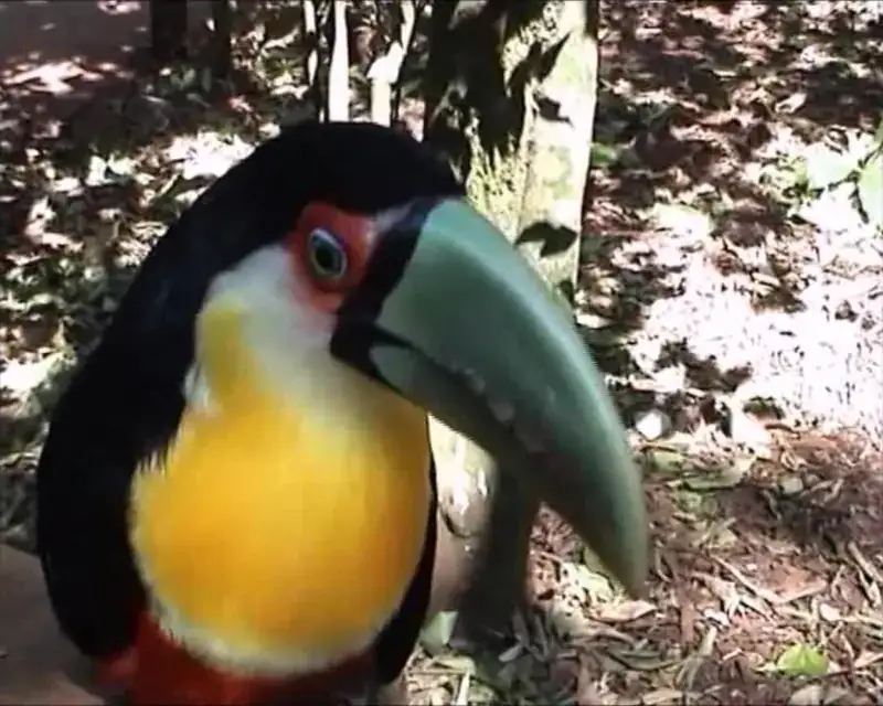 Tucán en Iguazú